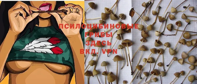 Псилоцибиновые грибы Psilocybine cubensis  Александров 