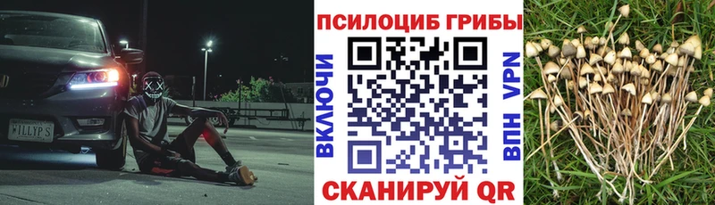 Галлюциногенные грибы Cubensis  blacksprut ссылки  Александров  как найти  